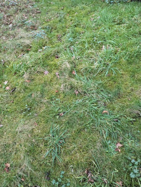 Lawn advice!
