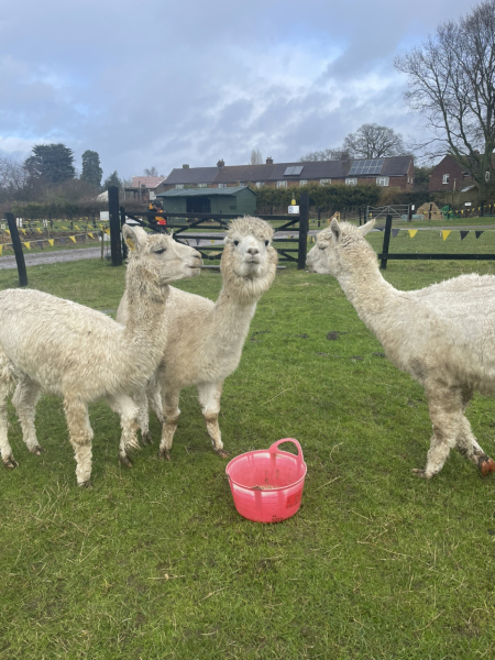 The Nigel Slater Christmas Chronicles Readalong 2024 Part 3