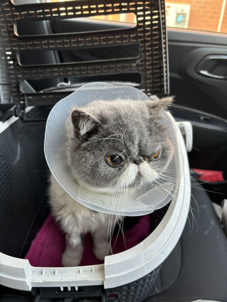 Alternative to buster collar