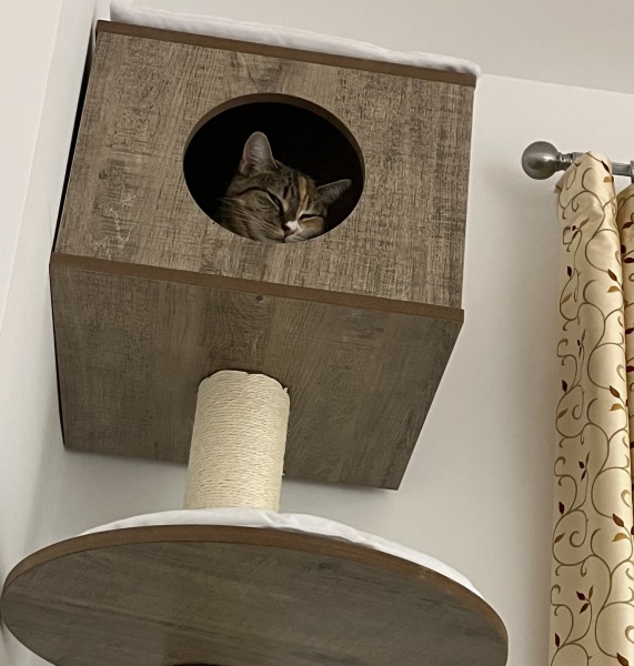 Ring Out, Wild Bells! As 2025 approaches, the Excellent Cats raise their game with a discussion on Tennyson's poetry