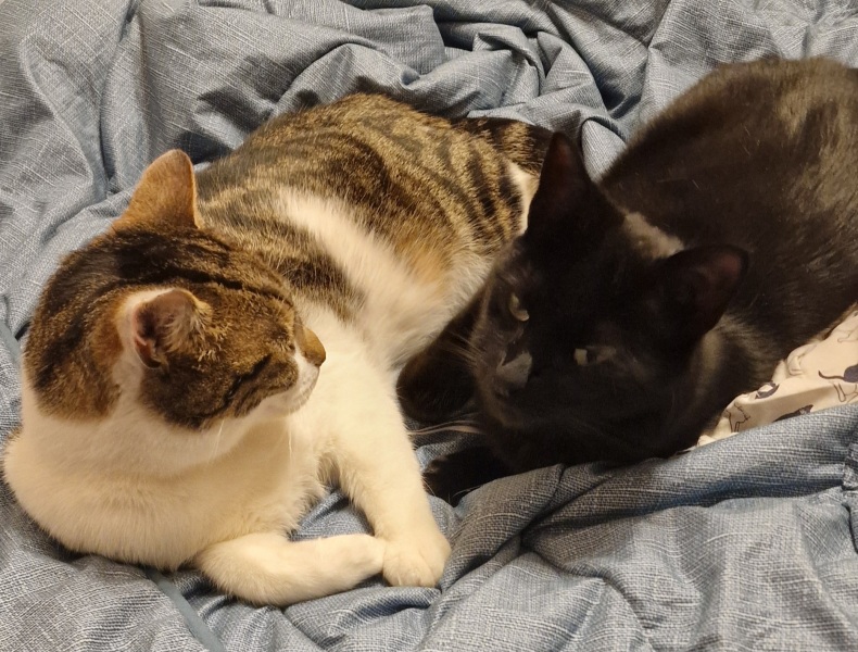 To ask if anyone has non-related cats who get on?