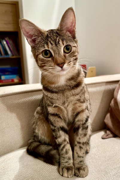 Ring Out, Wild Bells! As 2025 approaches, the Excellent Cats raise their game with a discussion on Tennyson's poetry