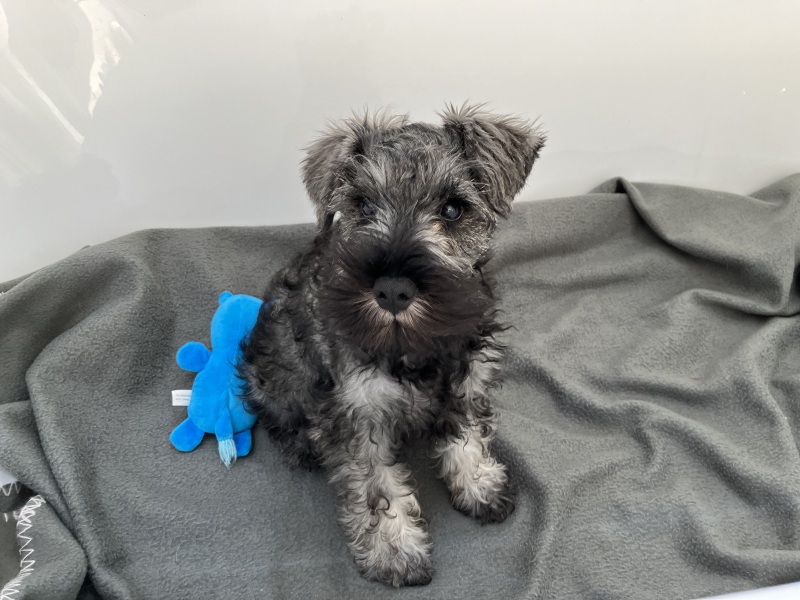 Archers thread #179: Beavers, livestock, ferrets, but nododo! Discuss The Archers here.