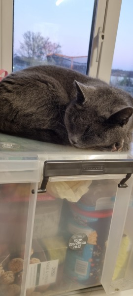 Update on stray pregnant cat