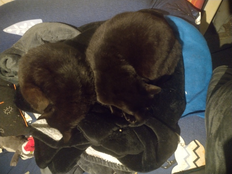 Ring Out, Wild Bells! As 2025 approaches, the Excellent Cats raise their game with a discussion on Tennyson's poetry