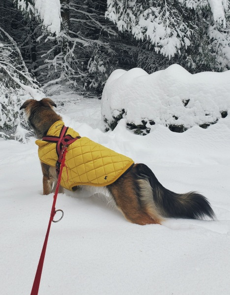 Are you walking your dogs in this weather?