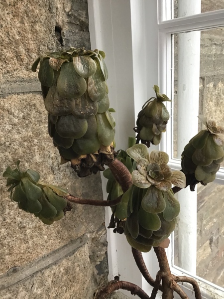 Has my aeonium had it?