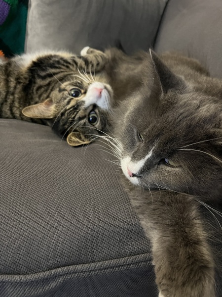 Thread 15 Starmer - Nolite te bastardes carborundorum