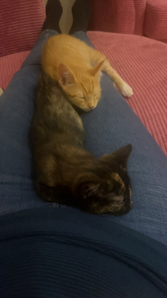 Name suggestions for sibling kittens please?