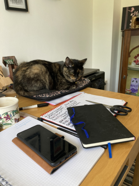Anyone got a tortie?