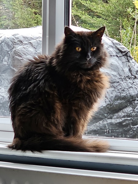 Lap dances, strippers and punch-ups - the Excellent Cats arrange a stag party