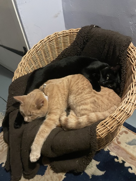 To ask if anyone has non-related cats who get on?