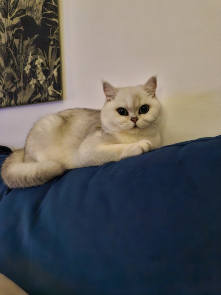 Which breed indoor cat please?