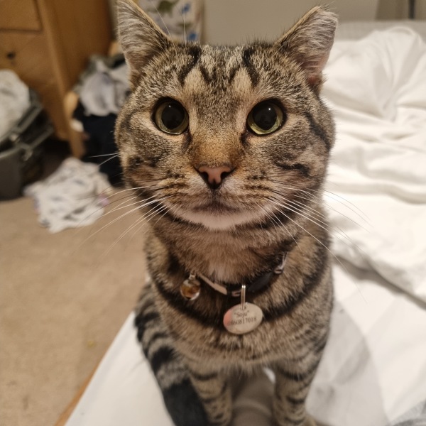 To ask me to show me your cat