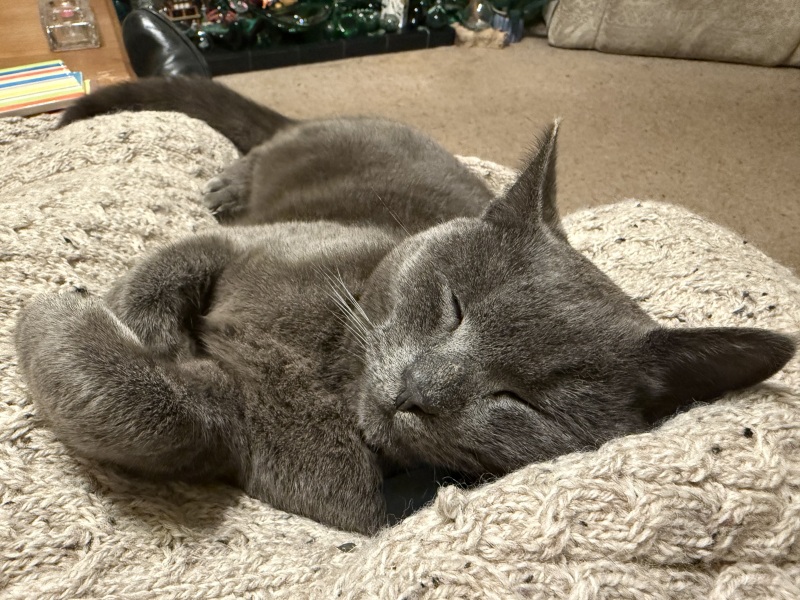 Which breed indoor cat please?