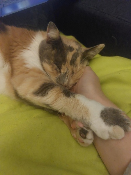 Rescue cats, show me yours!