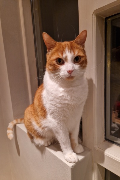 Ring Out, Wild Bells! As 2025 approaches, the Excellent Cats raise their game with a discussion on Tennyson's poetry