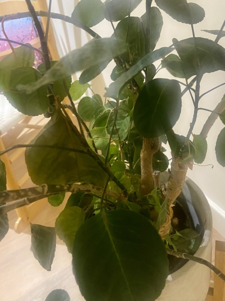 Can anyone save my plant?