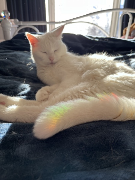 To ask me to show me your cat
