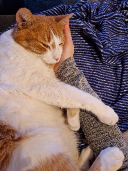 Lap dances, strippers and punch-ups - the Excellent Cats arrange a stag party