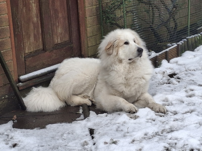 Adolescent Dog Survival Thread - Bark the Herald, furry angels sing!