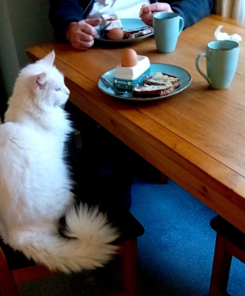 Continuing Mounjaro... Part 23