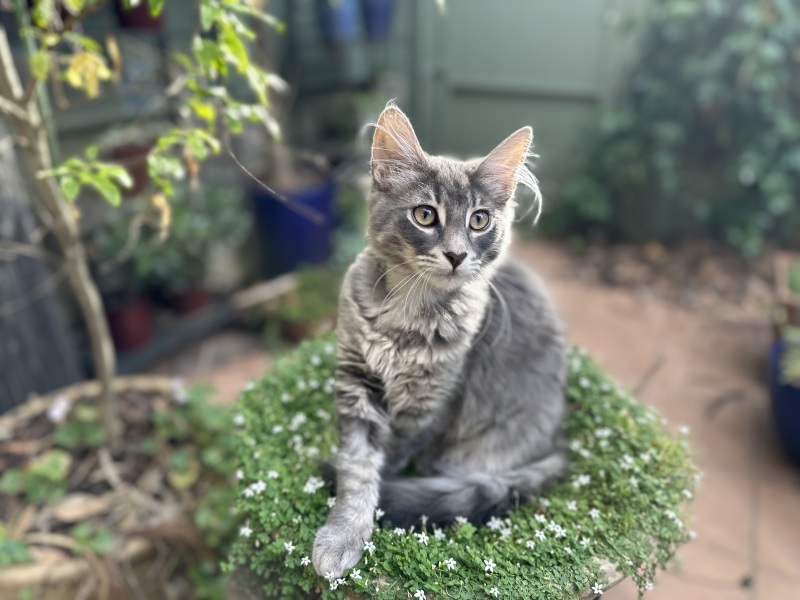 Lap dances, strippers and punch-ups - the Excellent Cats arrange a stag party