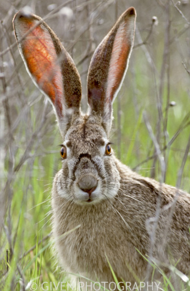 Labours TikTok Ad - WTF!!!