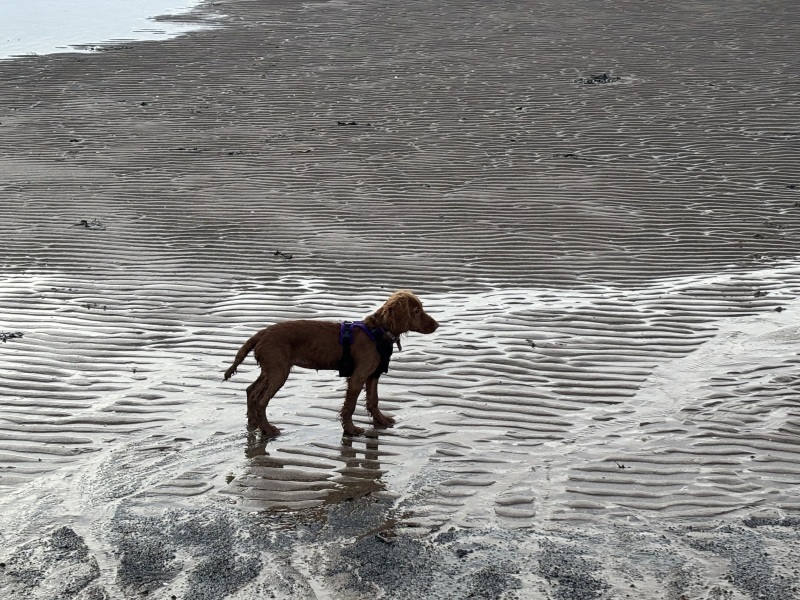 Puppy Survival Thread for New and Old Pups - here comes winter 2024