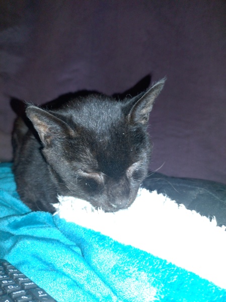 Ring Out, Wild Bells! As 2025 approaches, the Excellent Cats raise their game with a discussion on Tennyson's poetry