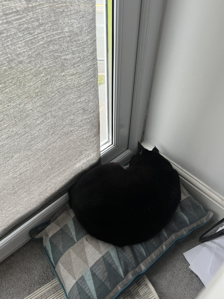 Ring Out, Wild Bells! As 2025 approaches, the Excellent Cats raise their game with a discussion on Tennyson's poetry