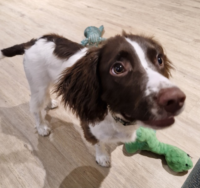 Adolescent Dog Survival Thread - get teenage licks right through the night!