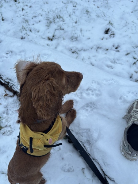 Puppy Survival Thread for New and Old Pups - here comes winter 2024