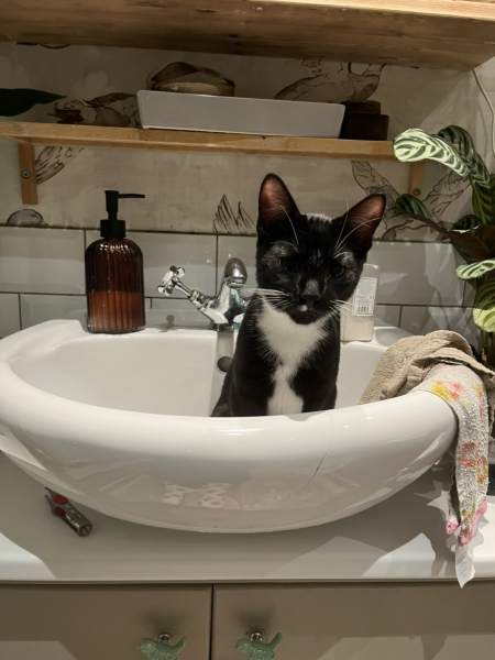 To ask if anyone has non-related cats who get on?