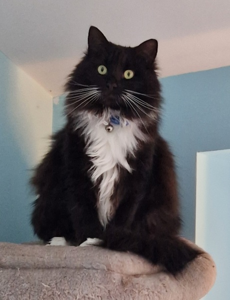 Any cat lovers know what breed of cat this might be or mix?
