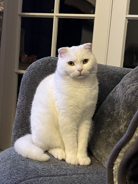 Rescue cats, show me yours!
