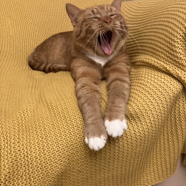 To ask me to show me your cat