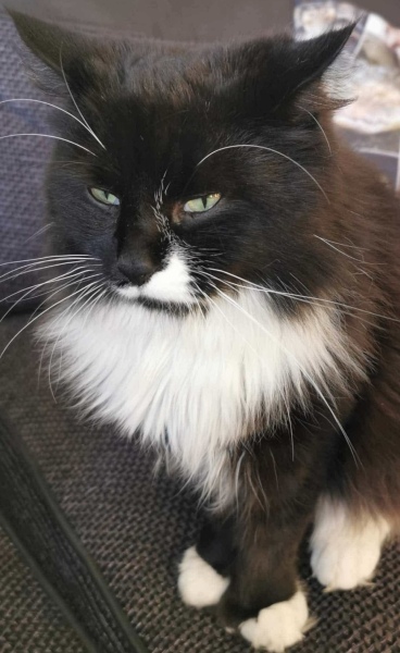 Any cat lovers know what breed of cat this might be or mix?