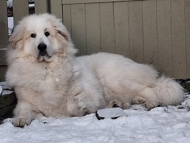 Adolescent Dog Survival Thread - Bark the Herald, furry angels sing!