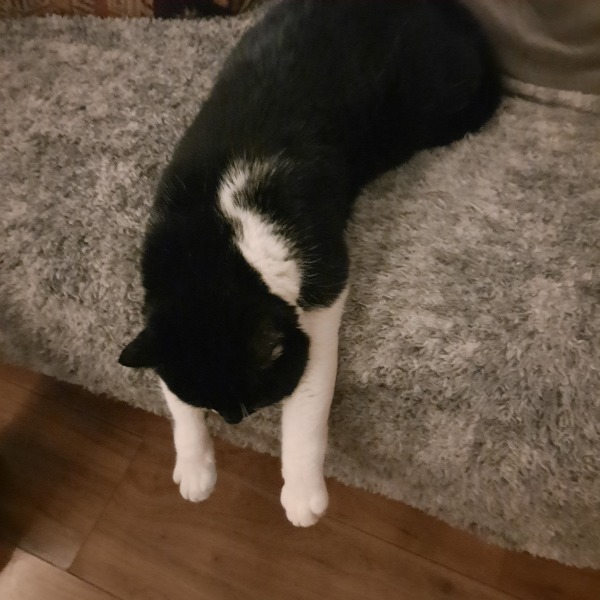 Black and white cats. (pics please!)