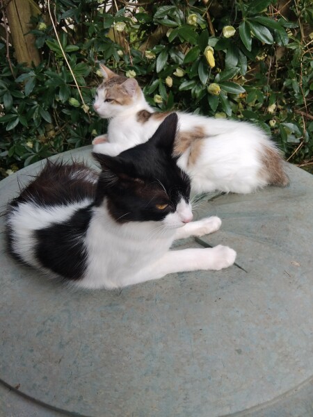 Black and white cats. (pics please!)