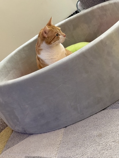 Cot with a hard lid - Protection from cat