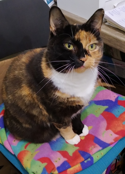 Anyone got a tortie?