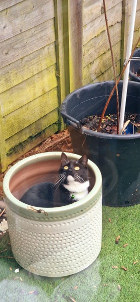 Black and white cats. (pics please!)
