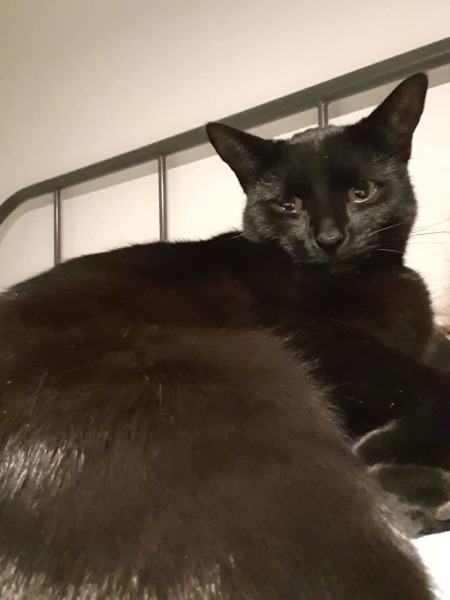 Black cat appreciation (pics please)