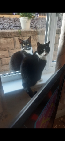 Black and white cats. (pics please!)