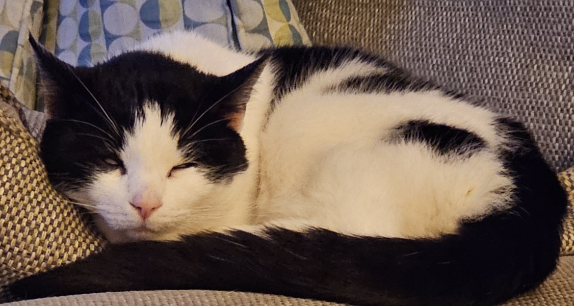 Missing Cat Stories (positive ones please)