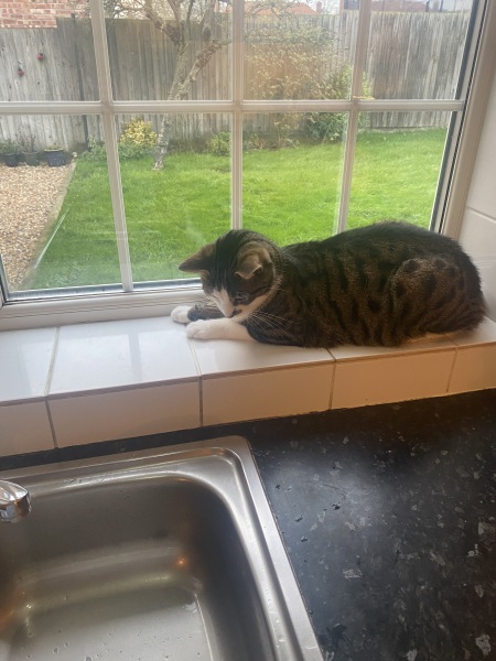 I think I want to adopt a cat but I’ve never had a cat before and I have questions!