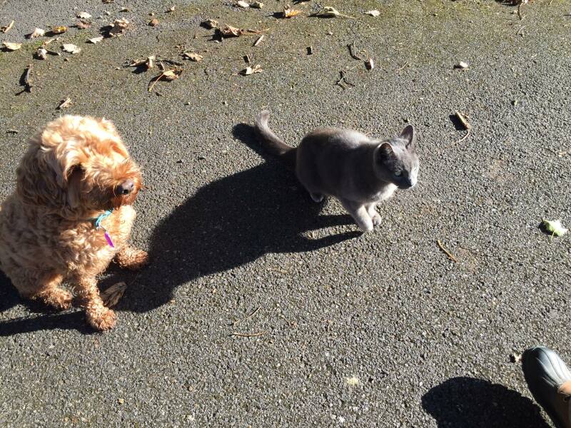 Cat walking off lead