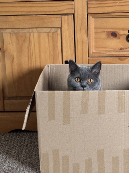 Show me your best kitten toys please!
